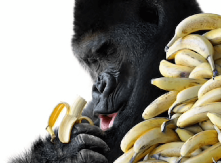 バナナは筋トレに本当に良いのか まあゴリラだって食べてるからね しんぷるフィットネス