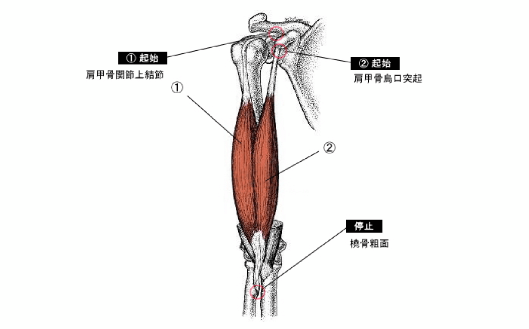 上腕二頭筋の鍛え方を解説【上腕40cm超えの僕が10種目を厳選】│しんぷるフィットネス